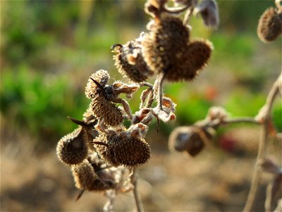 Samen der Gewöhnlichen Hundszunge (Cynoglossum officinale) auf einer Ruderalfläche in Hockenheim-Talhaus