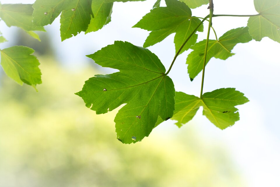 Leaf structure nature out