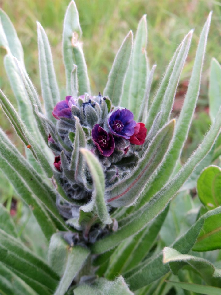 Gewöhnliche Hundszunge (Cynoglossum officinale) in Hockenheim-Talhaus, gerade am aufblühen - im Gegensatz zu Anchusa arvensis kommt sie eher nur zerstreut vor