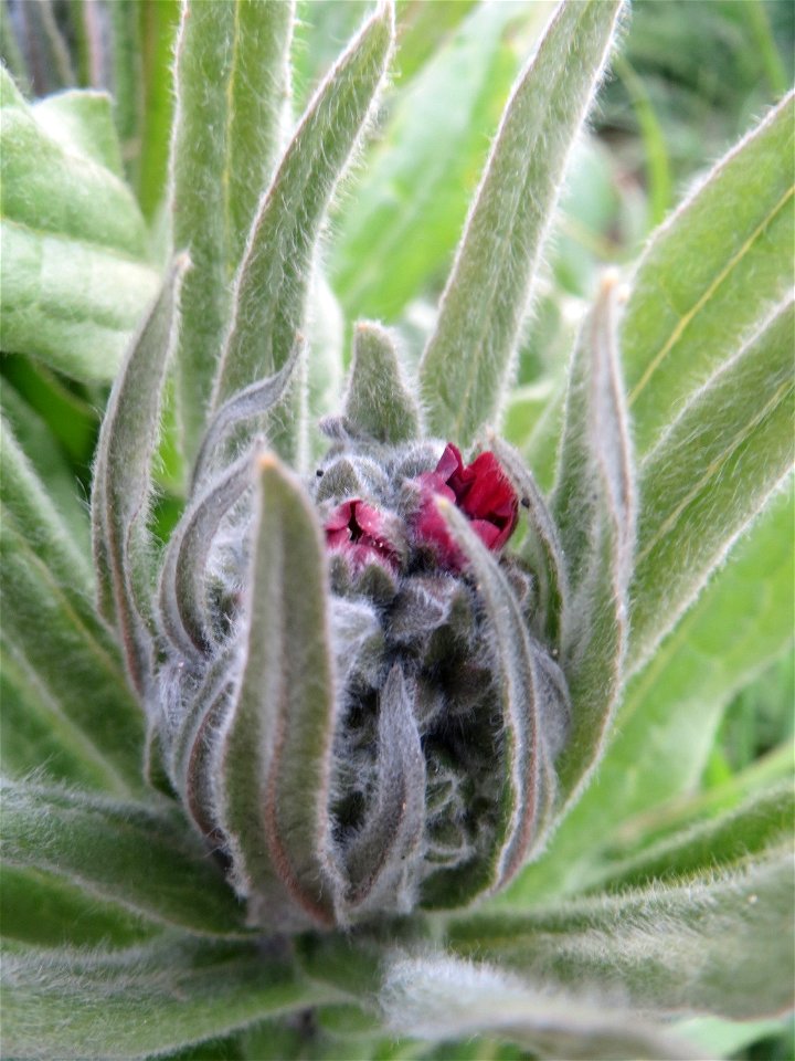 Gewöhnliche Hundszunge (Cynoglossum officinale) in Hockenheim-Talhaus, gerade am aufblühen - im Gegensatz zu Anchusa arvensis kommt sie eher nur zerstreut vor
