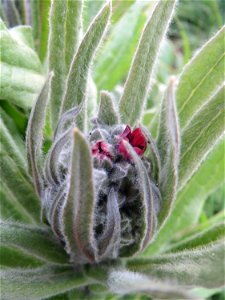 Gewöhnliche Hundszunge (Cynoglossum officinale) in Hockenheim-Talhaus, gerade am aufblühen - im Gegensatz zu Anchusa arvensis kommt sie eher nur zerstreut vor