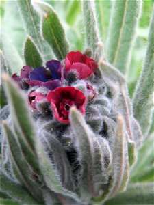 Gewöhnliche Hundszunge (Cynoglossum officinale) in Hockenheim-Talhaus, gerade am aufblühen - im Gegensatz zu Anchusa arvensis kommt sie eher nur zerstreut vor