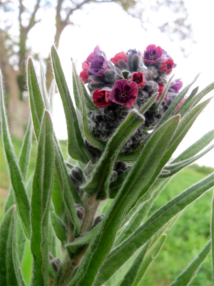 Gewöhnliche Hundszunge (Cynoglossum officinale) in Hockenheim-Talhaus, gerade am aufblühen - im Gegensatz zu Anchusa arvensis kommt sie eher nur zerstreut vor