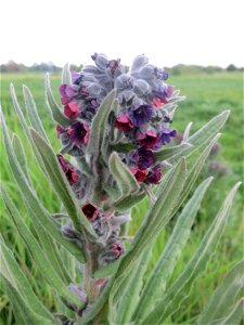 Gewöhnliche Hundszunge (Cynoglossum officinale) in Hockenheim-Talhaus, gerade am aufblühen - im Gegensatz zu Anchusa arvensis kommt sie eher nur zerstreut vor