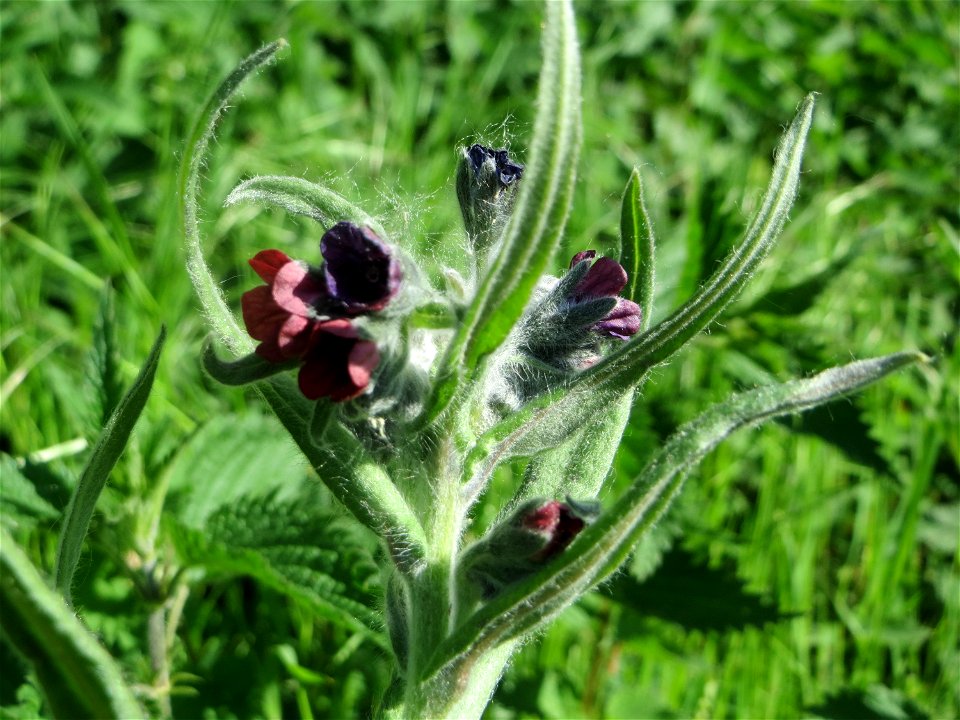 Gewöhnliche Hundszunge (Cynoglossum officinale) in den Horststückern im Landschaftsschutzgebiet „Hockenheimer Rheinbogen“