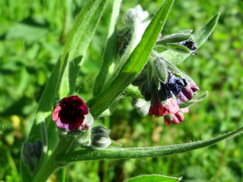 Gewöhnliche Hundszunge (Cynoglossum officinale) in den Horststückern im Landschaftsschutzgebiet „Hockenheimer Rheinbogen“