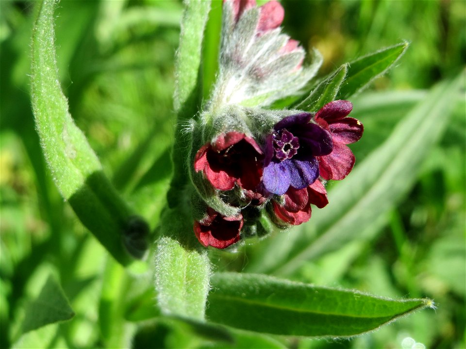 Gewöhnliche Hundszunge (Cynoglossum officinale) in den Horststückern im Landschaftsschutzgebiet „Hockenheimer Rheinbogen“