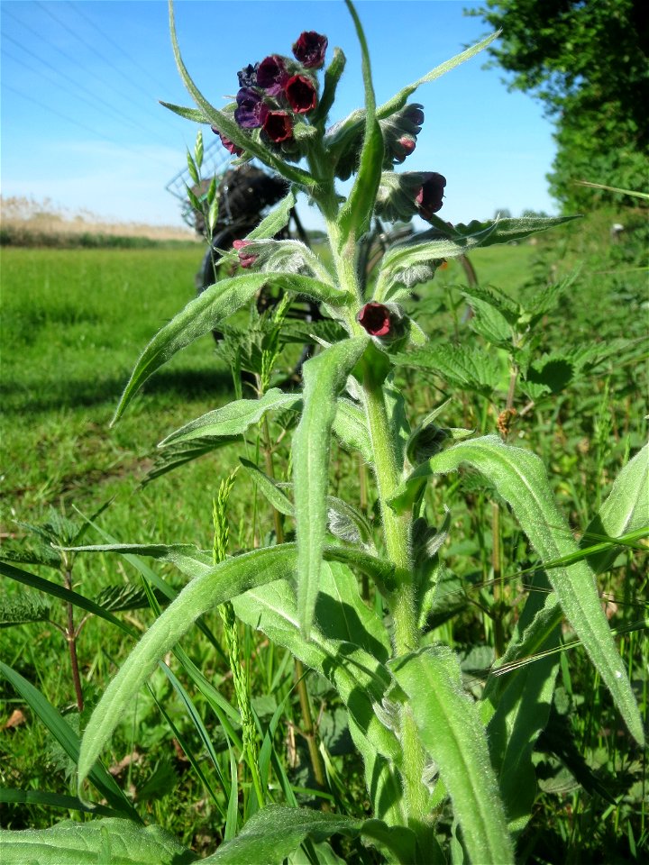 Gewöhnliche Hundszunge (Cynoglossum officinale) in den Horststückern im Landschaftsschutzgebiet „Hockenheimer Rheinbogen“
