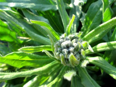 Noch nicht aufgeblühte Gewöhnliche Hundszunge (Cynoglossum officinale) im Landschaftsschutsgebiet „Saalbachniederung“ bei Bruchsal