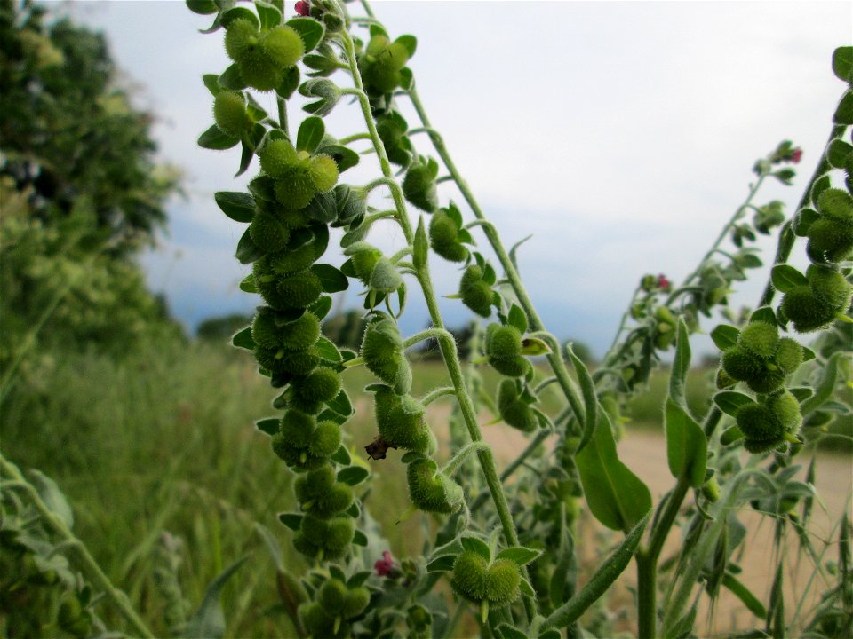 Gewöhnliche Hundszunge (Cynoglossum officinale) in Hockenheim-Talhaus