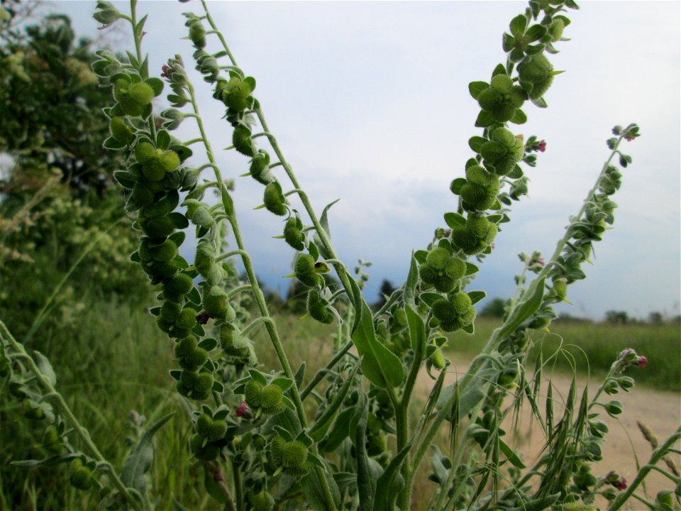 Gewöhnliche Hundszunge (Cynoglossum officinale) in Hockenheim-Talhaus