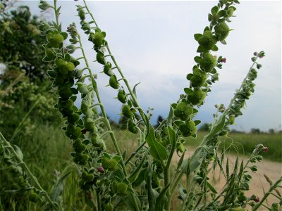 Gewöhnliche Hundszunge (Cynoglossum officinale) in Hockenheim-Talhaus