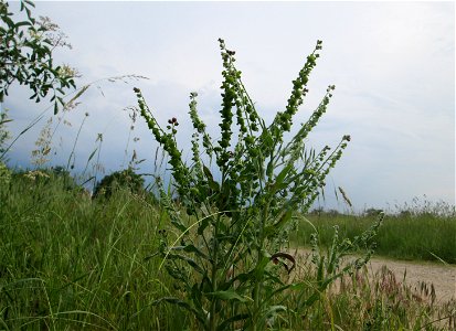 Gewöhnliche Hundszunge (Cynoglossum officinale) in Hockenheim-Talhaus