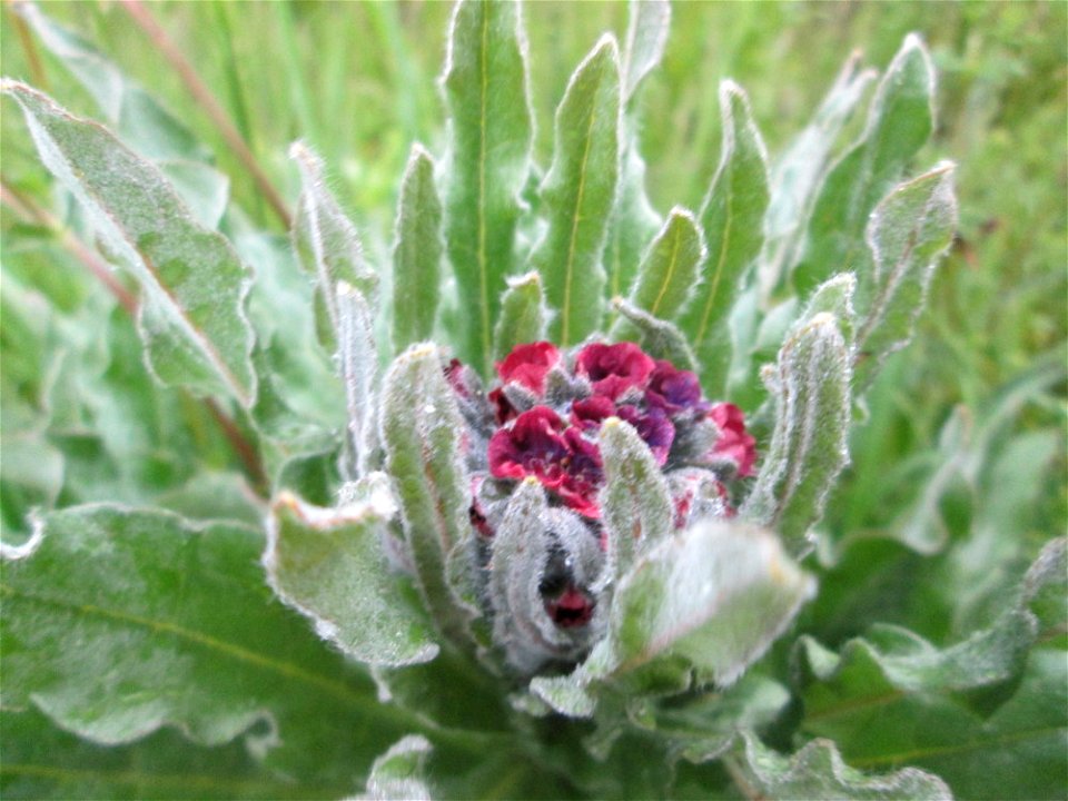 Gewöhnliche Hundszunge (Cynoglossum officinale) im Landschaftsschutsgebiet „Saalbachniederung“