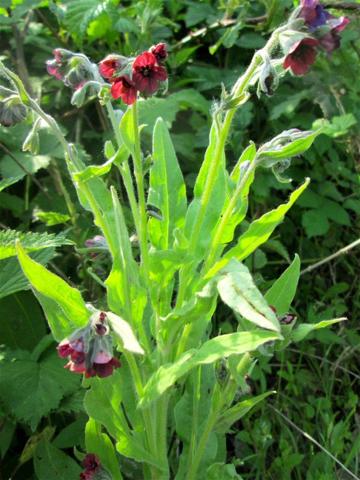 Gewöhnliche Hundszunge (Cynoglossum officinale) in den Horststückern im Landschaftsschutzgebiet „Hockenheimer Rheinbogen“