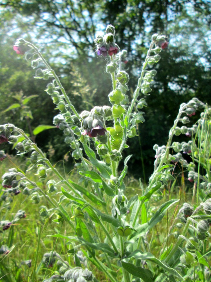 Gewöhnliche Hundszunge (Cynoglossum officinale) am Hochwasserrückhaltebecken im Naturschutzgebiet „Bachwiesen/Leopoldswiesen“ im Hockenheimer Rheinbogen