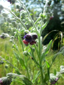 Gewöhnliche Hundszunge (Cynoglossum officinale) am Hochwasserrückhaltebecken im Naturschutzgebiet „Bachwiesen/Leopoldswiesen“ im Hockenheimer Rheinbogen