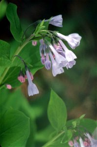 Image title: Close up of light blue and pink virginia bluebell flowers mertensia virginica Image from Public domain images website, http://www.public-domain-image.com/full-image/flora-plants-public-do photo