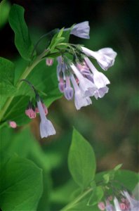 Image title: Close up of light blue and pink virginia bluebell flowers mertensia virginica
Image from Public domain images website, http://www.public-domain-image.com/full-image/flora-plants-public-do