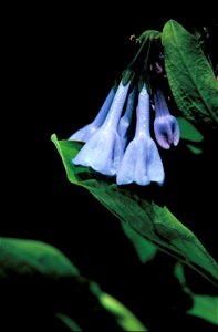 Image title: Close up of blue woodland flower mertensia virginica
Image from Public domain images website, http://www.public-domain-image.com/full-image/flora-plants-public-domain-images-pictures/flow