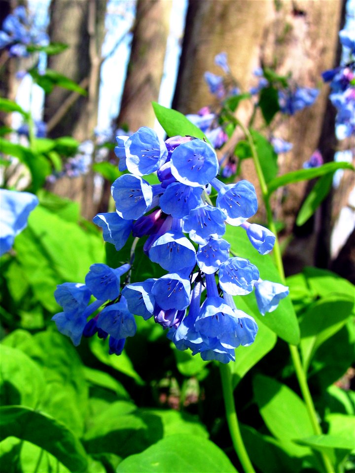 Mertensia virginica