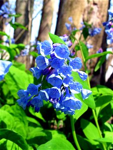 Mertensia virginica photo