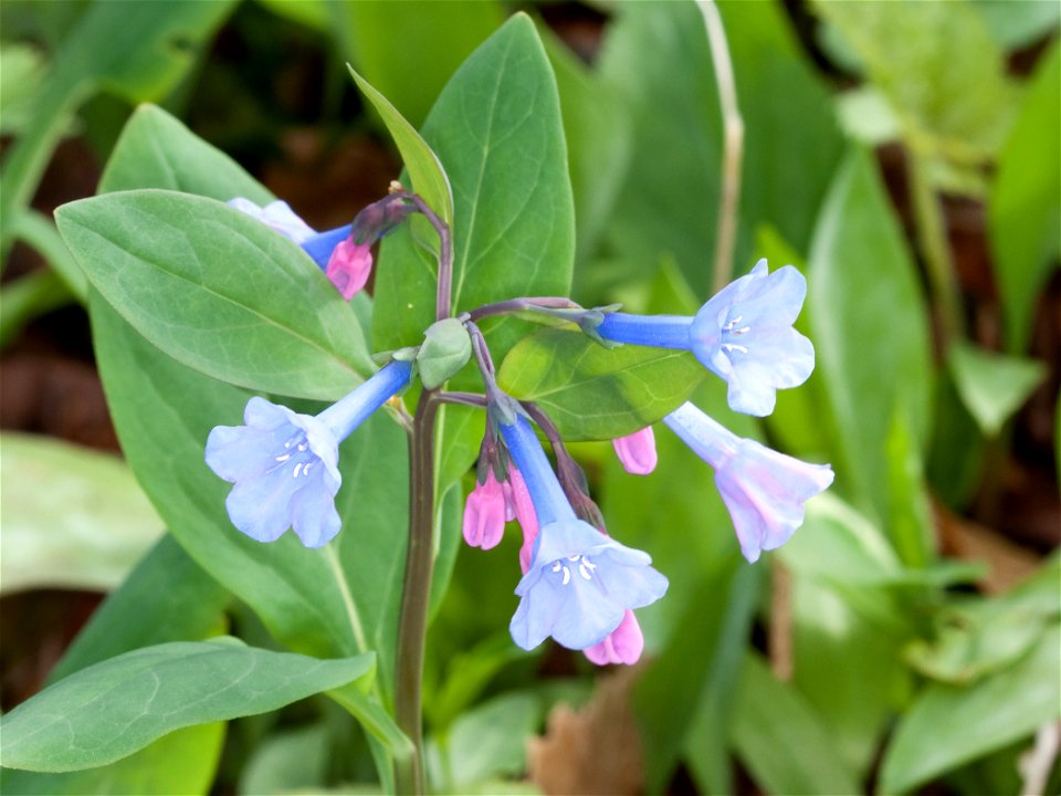 Virginia Bluebell (Mertensia virginica) in Nashville, Tennessee