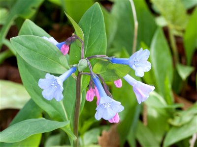 Virginia Bluebell (Mertensia virginica) in Nashville, Tennessee photo