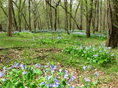 Bottomland forest along the West Fork of the Red River, Christian County, Kentucky. Flower pictured is Mertensia virginica. photo