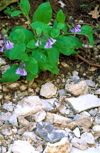 Image title: Shot of blue woodland flowers on a larger plant Image from Public domain images website, http://www.public-domain-image.com/full-image/flora-plants-public-domain-images-pictures/flowers-p photo