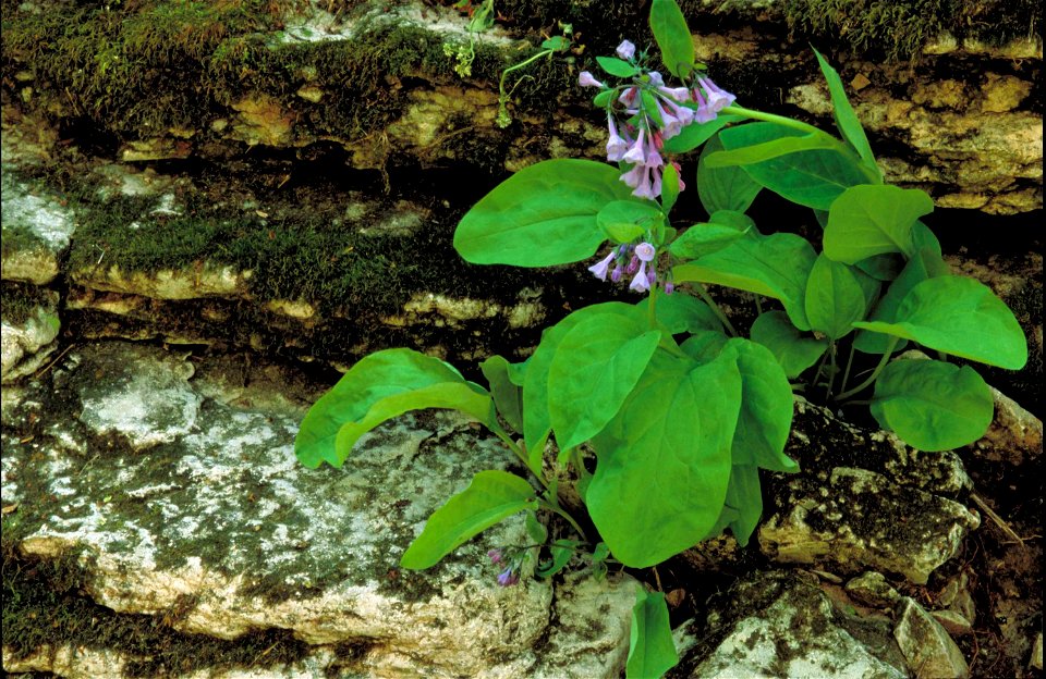 Image title: Shot of blue woodland virginia bluebell flowers beside a large rock
Image from Public domain images website, http://www.public-domain-image.com/full-image/flora-plants-public-domain-image
