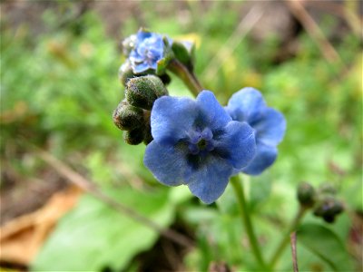 Kaukasusvergissmeinnicht (Brunnera macrophylla) im Bürgerpark Saarbrücken photo