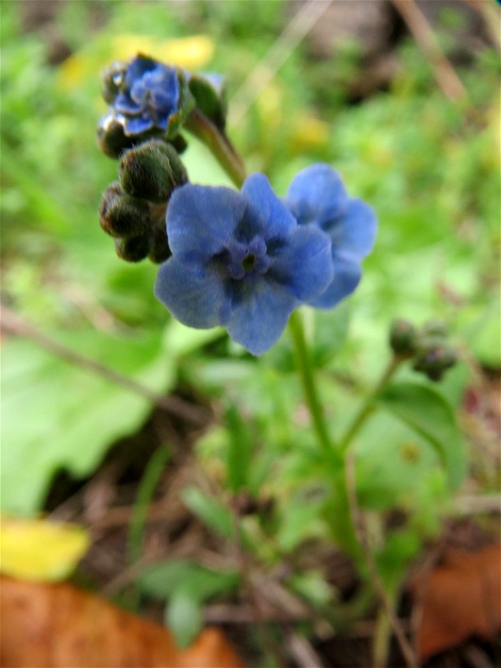 Kaukasusvergissmeinnicht (Brunnera macrophylla) im Bürgerpark Saarbrücken