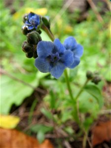 Kaukasusvergissmeinnicht (Brunnera macrophylla) im Bürgerpark Saarbrücken photo