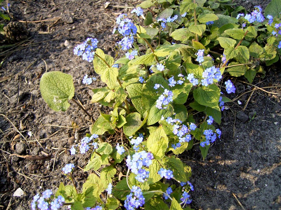 Brunnera_macrophylla