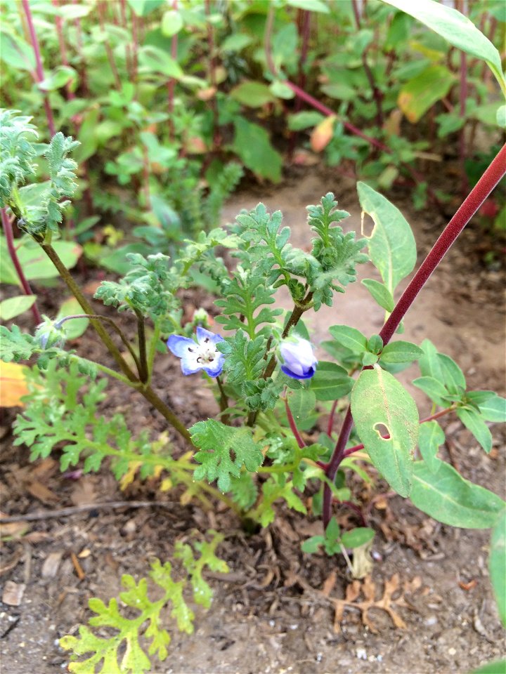 Nemophila menziesii, Baby Blue Eyes.