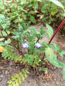 Nemophila menziesii, Baby Blue Eyes.