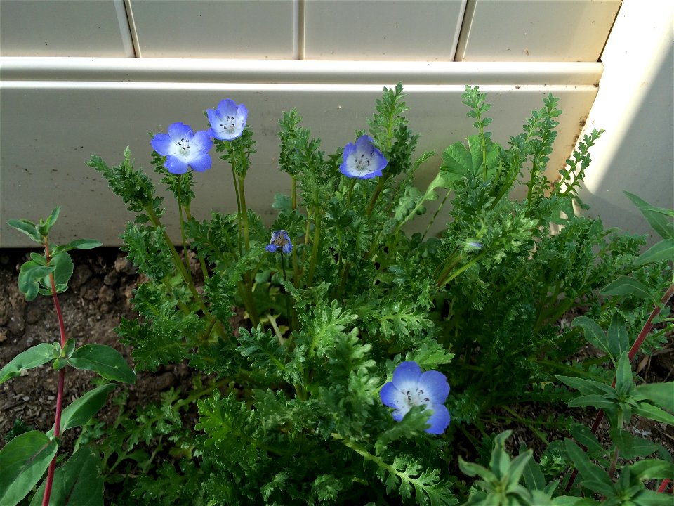 Nemophila menziesii, Baby Blue Eyes