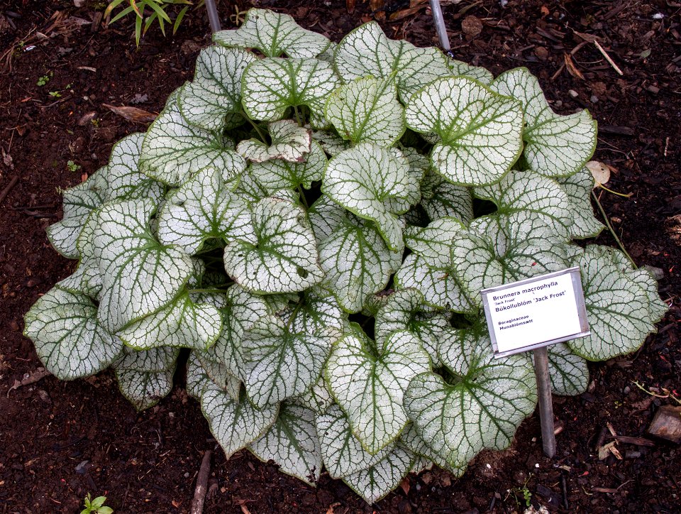 Brunnera macrophylla
