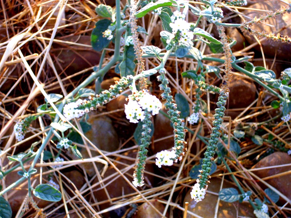 Heliotropium europaeum flowers, Dehesa Boyal de Puertollano, Spain