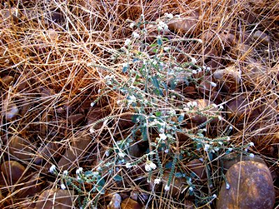 Heliotropium europaeum habitus?