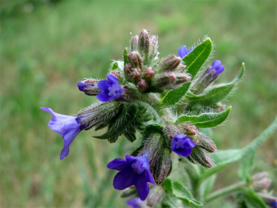 Gemeine Ochsenzunge (Anchusa officinalis) am Stadtrand von Hockenheim