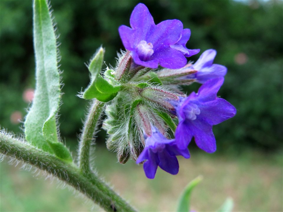 Gemeine Ochsenzunge (Anchusa officinalis) am Stadtrand von Hockenheim