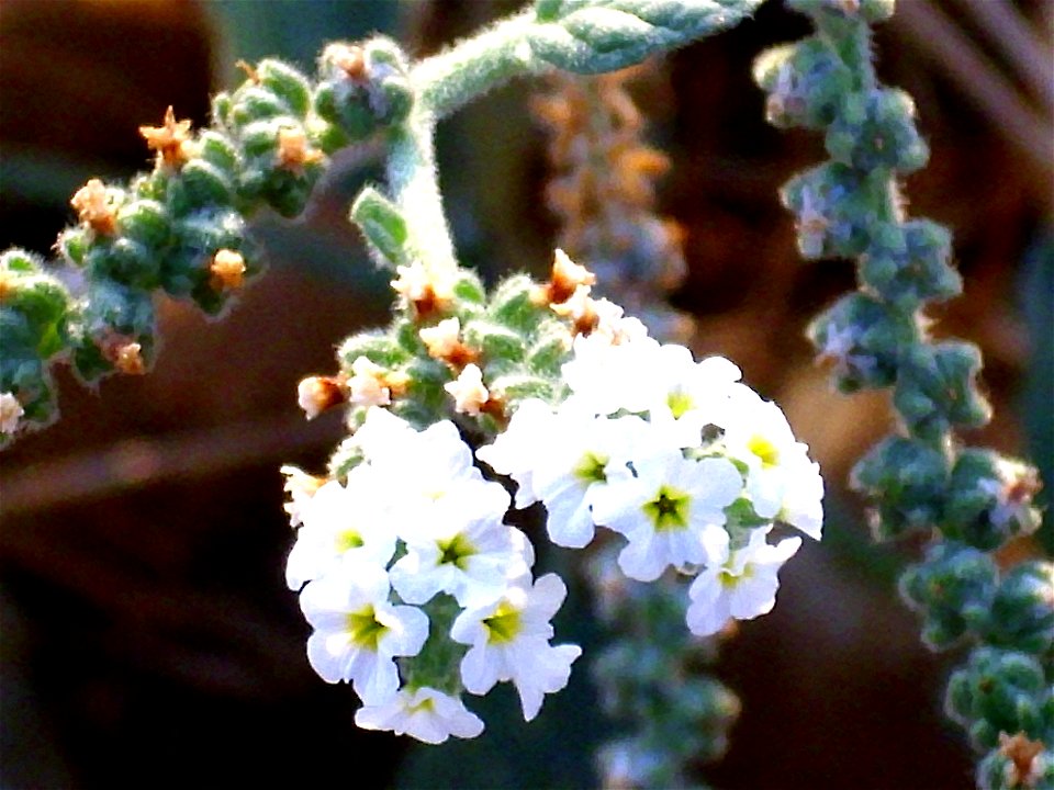 Heliotropium europaeum flowers close up, Dehesa Boyal de Puertollano, Spain