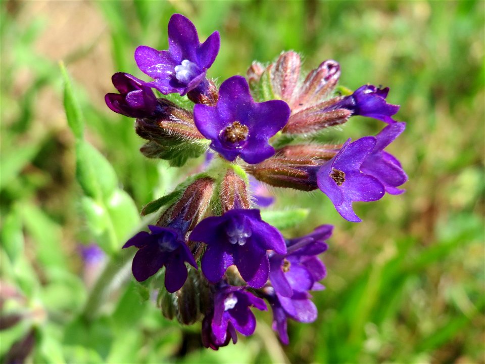 Gemeine Ochsenzunge (Anchusa officinalis) am Stadtrand von Hockenheim