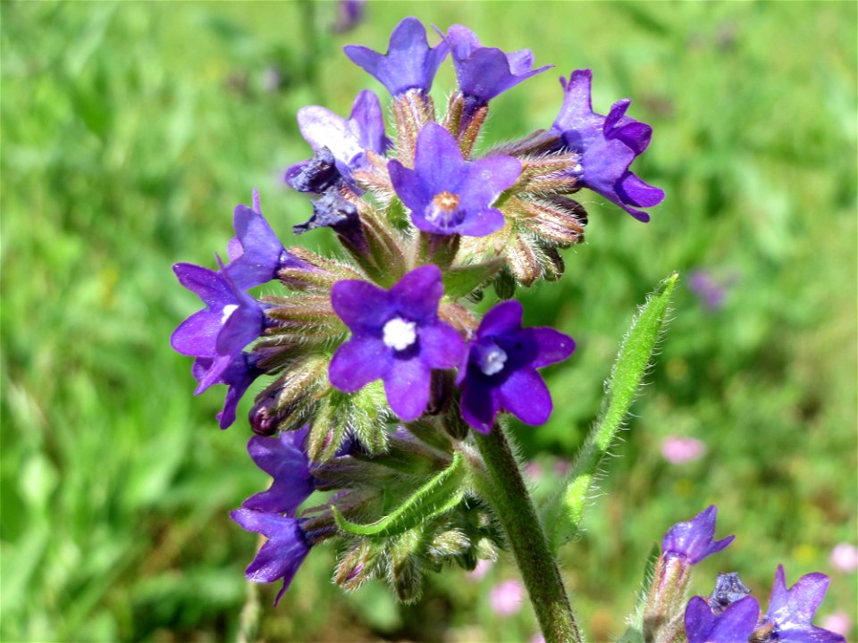 Gemeine Ochsenzunge (Anchusa officinalis) am Stadtrand von Hockenheim