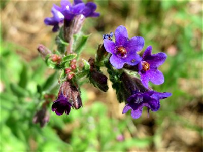 Gemeine Ochsenzunge (Anchusa officinalis) am Stadtrand von Hockenheim