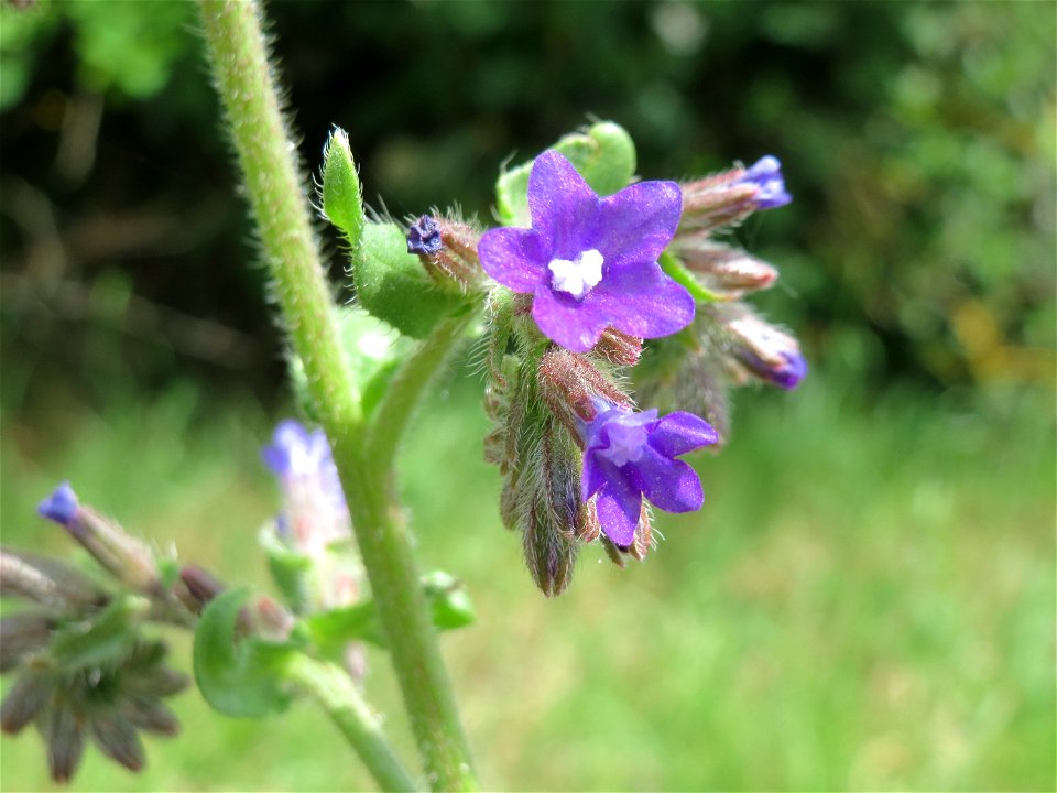 Gemeine Ochsenzunge (Anchusa officinalis) am Stadtrand von Hockenheim