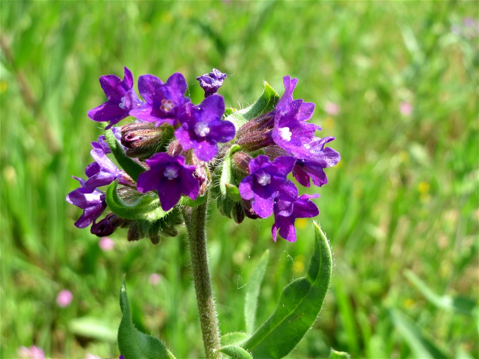 Gemeine Ochsenzunge (Anchusa officinalis) am Stadtrand von Hockenheim