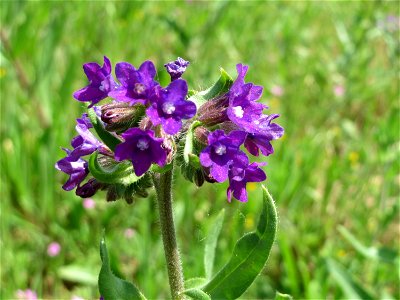 Gemeine Ochsenzunge (Anchusa officinalis) am Stadtrand von Hockenheim